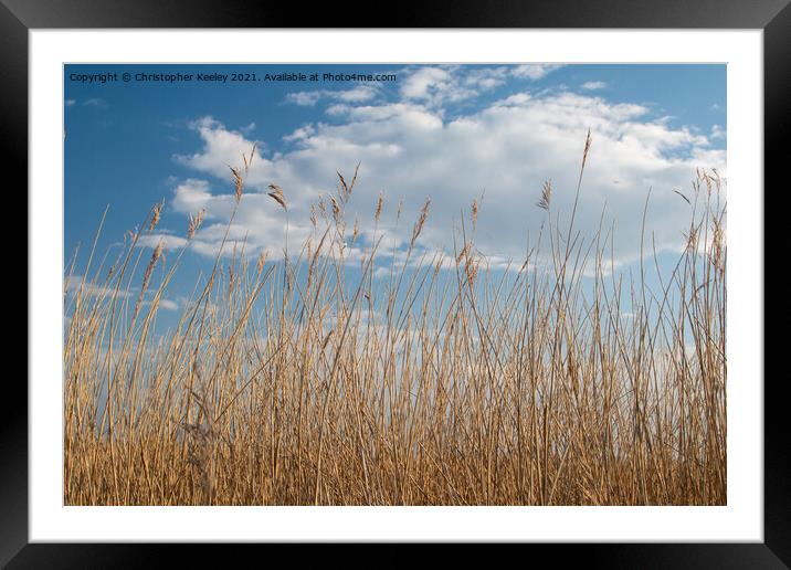Reeds against a blue sky (Norfolk Broads) Framed Mounted Print by Christopher Keeley