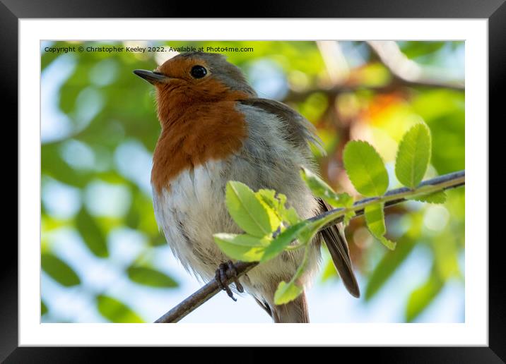 Robin in the tree Framed Mounted Print by Christopher Keeley
