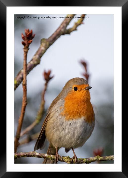 Robin sat in a tree Framed Mounted Print by Christopher Keeley