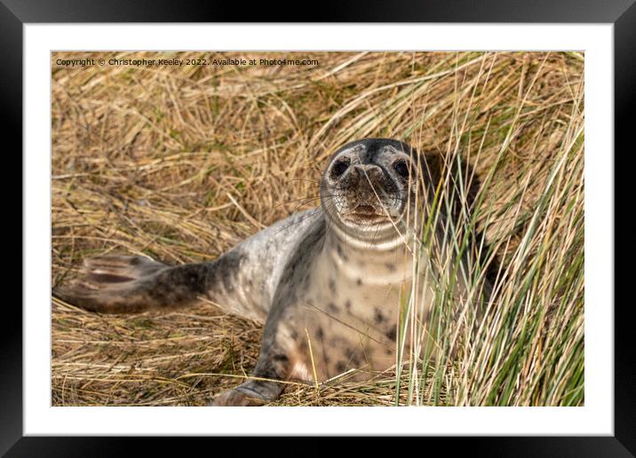 Young seal at Horsey Gap in Norfolk Framed Mounted Print by Christopher Keeley