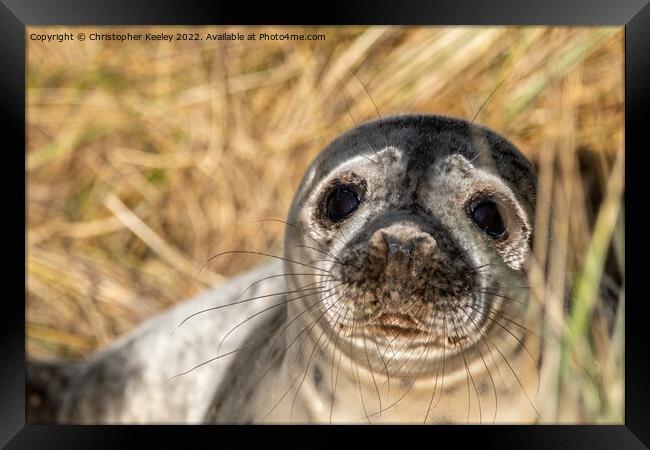 Horsey Gap seal pup Framed Print by Christopher Keeley