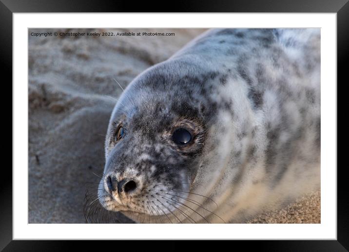 Grey seal pup up close Framed Mounted Print by Christopher Keeley