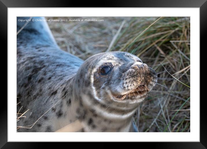 Grey seal on Horsey Gap beach Framed Mounted Print by Christopher Keeley