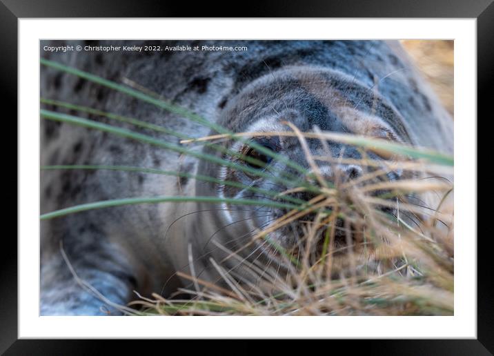 Hiding Norfolk grey seal Framed Mounted Print by Christopher Keeley