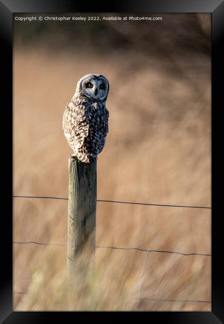 Short eared owl on a post Framed Print by Christopher Keeley