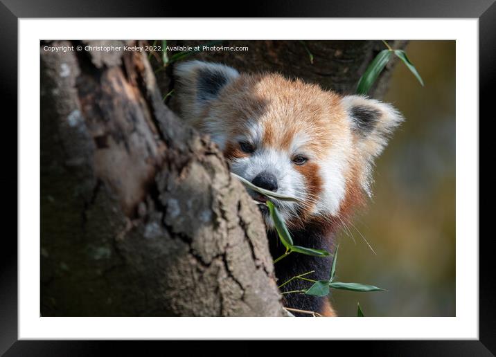 Red panda in a tree Framed Mounted Print by Christopher Keeley