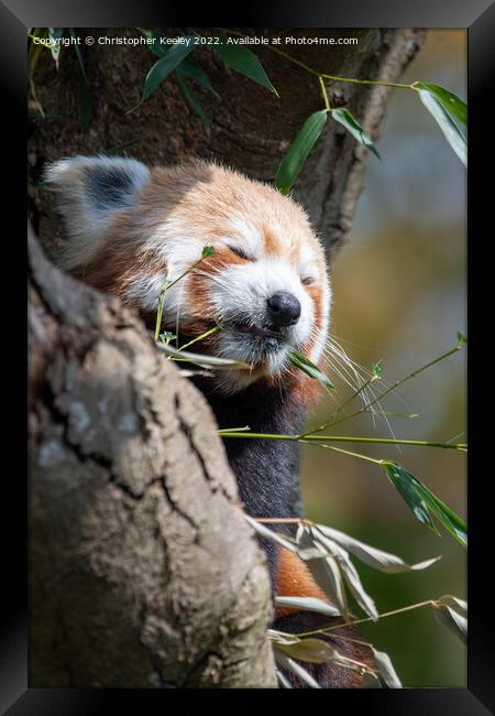 Snoozing red panda Framed Print by Christopher Keeley
