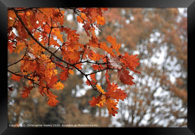 Autumnal leaves Framed Print by Christopher Keeley