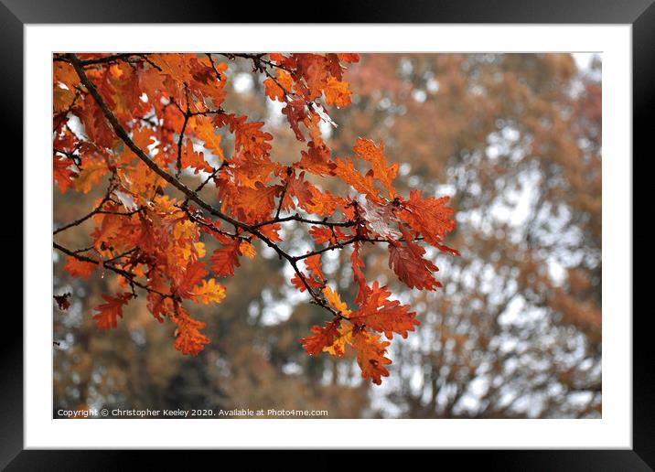 Autumnal leaves Framed Mounted Print by Christopher Keeley