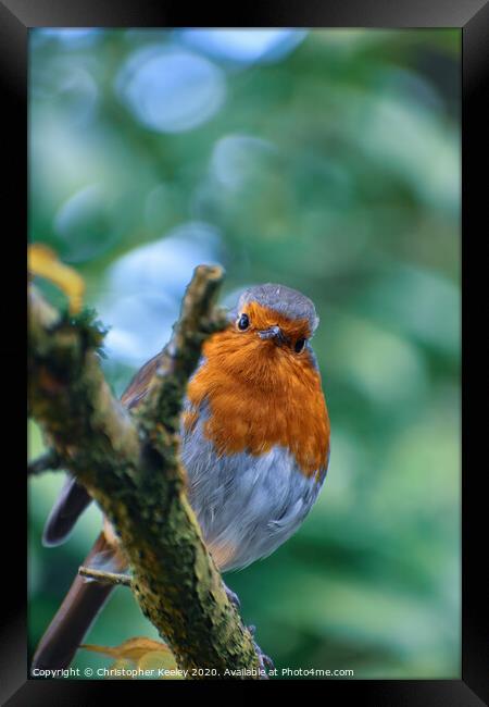 Robin redbreast  Framed Print by Christopher Keeley