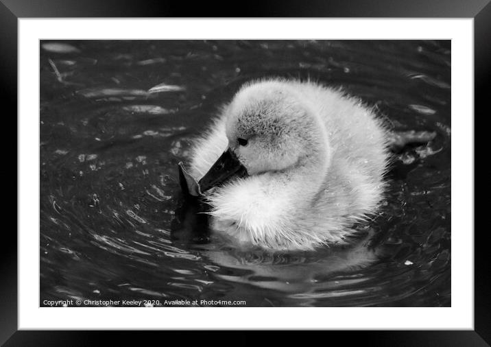 Baby swan Framed Mounted Print by Christopher Keeley