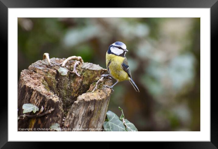 Blue tit Framed Mounted Print by Christopher Keeley
