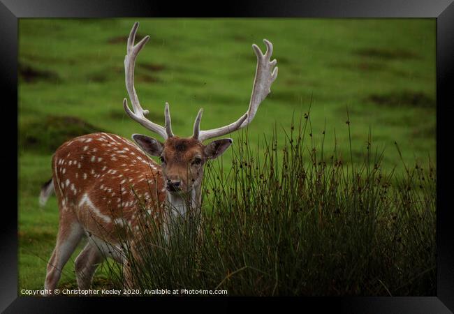 Handsome male deer Framed Print by Christopher Keeley