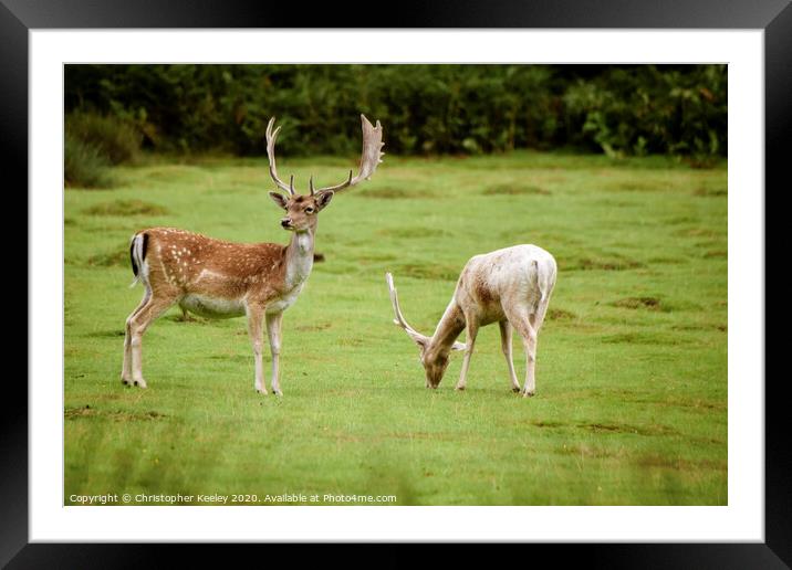 Fallow deer Framed Mounted Print by Christopher Keeley