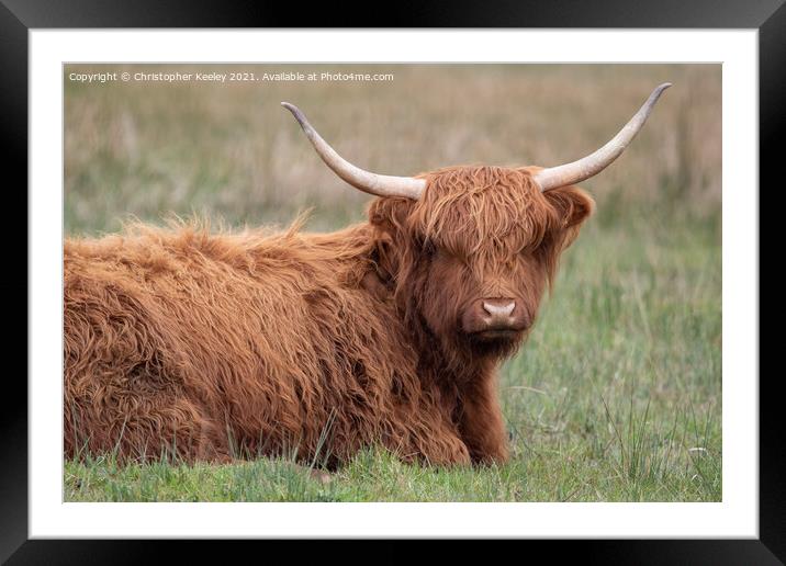 Highland cattle Framed Mounted Print by Christopher Keeley