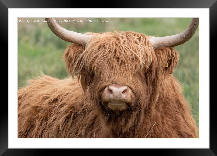 Highland cow close up Framed Mounted Print by Christopher Keeley