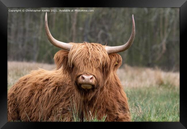 Cute Highland cow Framed Print by Christopher Keeley