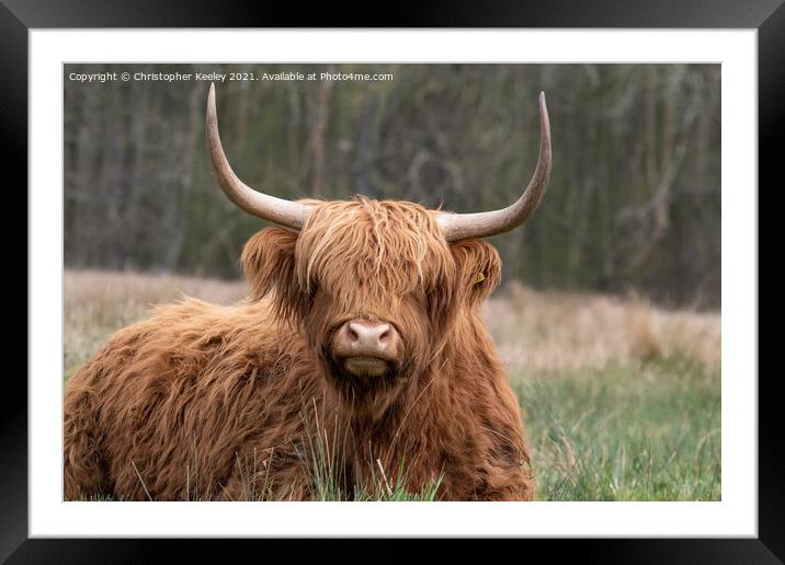 Cute Highland cow Framed Mounted Print by Christopher Keeley