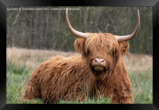 Highland cow in the field Framed Print by Christopher Keeley