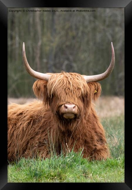 Woolly Highland cow Framed Print by Christopher Keeley