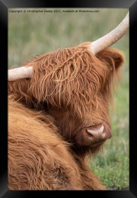 Highland cow portrait Framed Print by Christopher Keeley