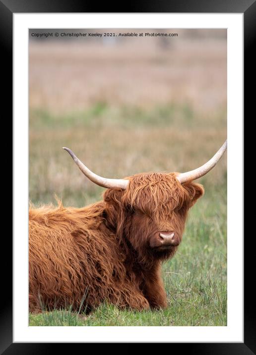 Sitting Highland cow Framed Mounted Print by Christopher Keeley