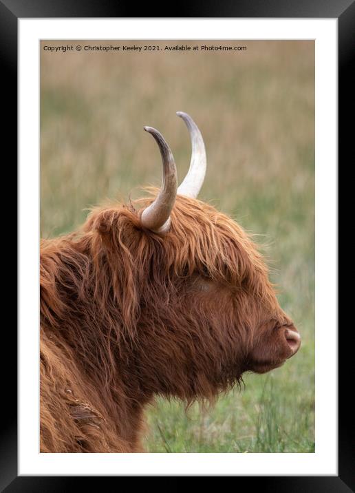 Highland cow Framed Mounted Print by Christopher Keeley