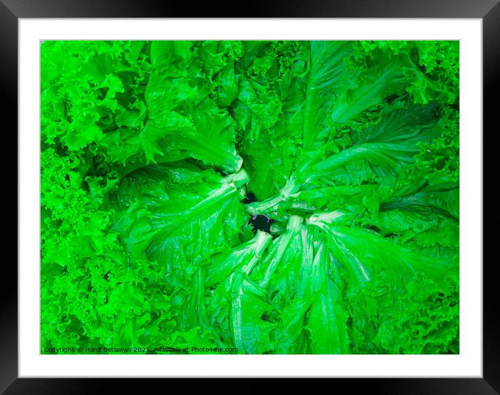 Lettuce green salad leaves arranged in a circle Framed Mounted Print by Hanif Setiawan