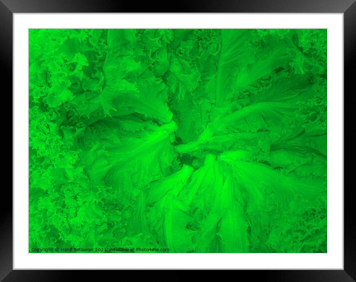 Lettuce green salad leafs arranged in a circle Framed Mounted Print by Hanif Setiawan