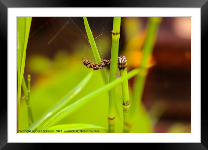 Thin green water bamboo with seeds on the top. Framed Mounted Print by Hanif Setiawan