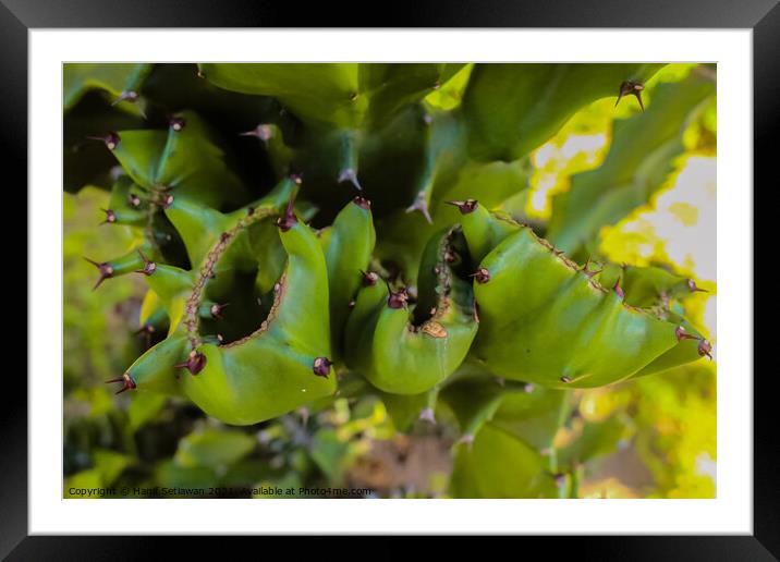 Part view of a big green old cactus. Framed Mounted Print by Hanif Setiawan