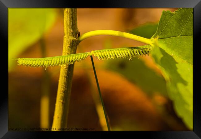 One frayed leaf in macro closeup looks like a centipede. Framed Print by Hanif Setiawan