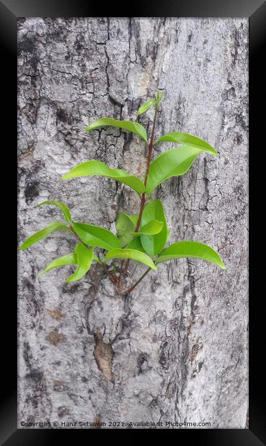 A small plant sprout on a tree bark. Framed Print by Hanif Setiawan