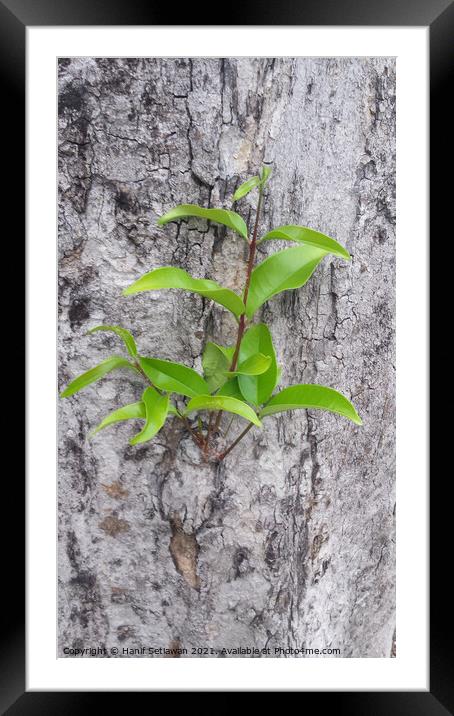 A small plant sprout on a tree bark. Framed Mounted Print by Hanif Setiawan