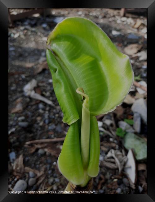 A young banana leaf similar to an auricle creeping Framed Print by Hanif Setiawan