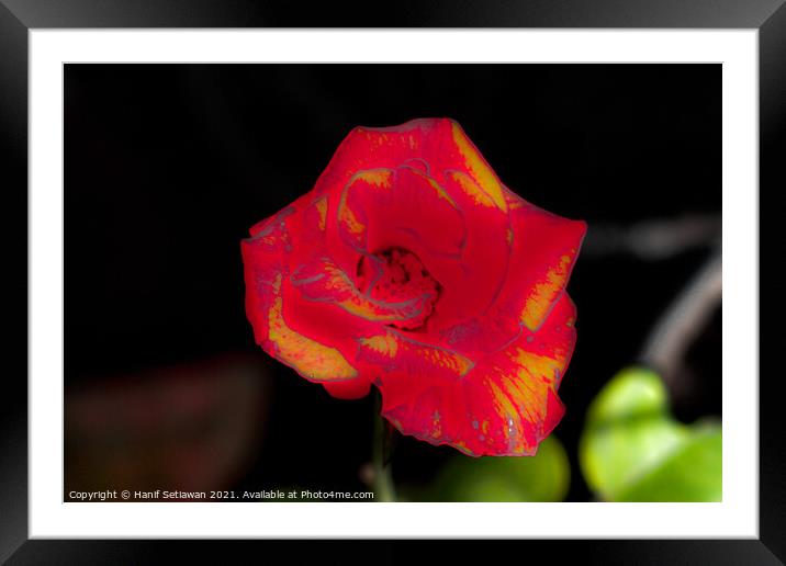 Red rose blossom with yellow parts Framed Mounted Print by Hanif Setiawan