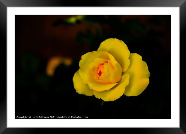 Yellow rose blossom with orange center Framed Mounted Print by Hanif Setiawan