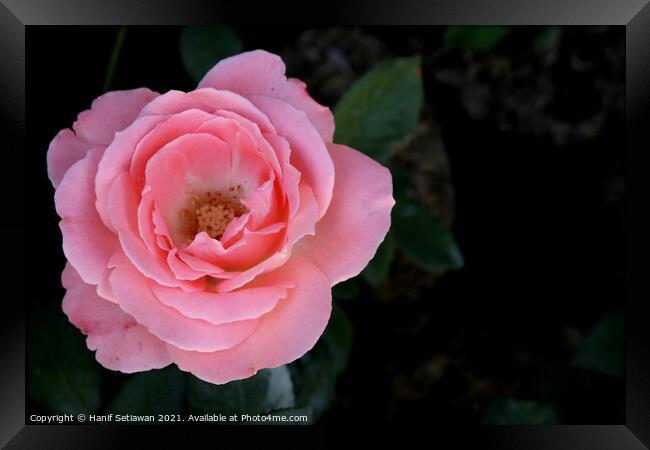 Bright pink rose blossom on dark background Framed Print by Hanif Setiawan