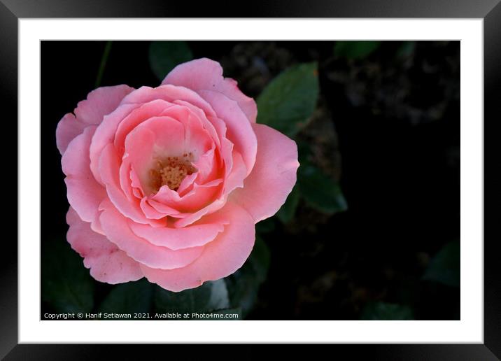 Bright pink rose blossom on dark background Framed Mounted Print by Hanif Setiawan