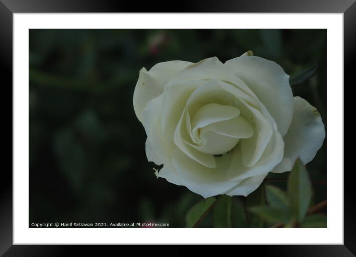 White rose blossom on green background Framed Mounted Print by Hanif Setiawan
