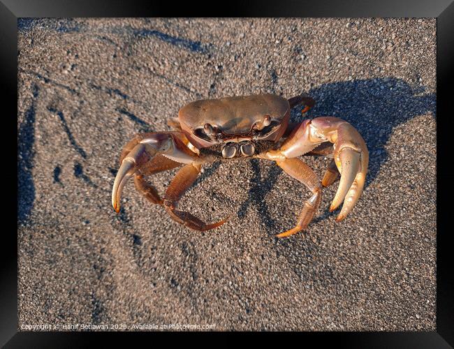 Brown crab on sand looking up to camera 2 Framed Print by Hanif Setiawan
