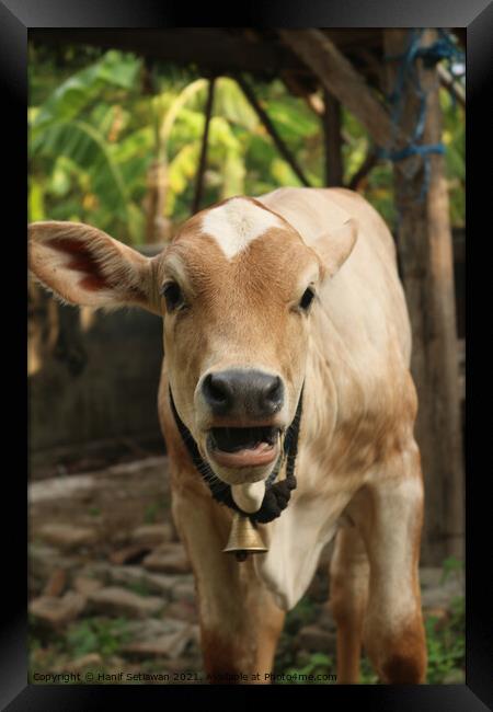  An Asian light brown beef calf with open mouth Framed Print by Hanif Setiawan