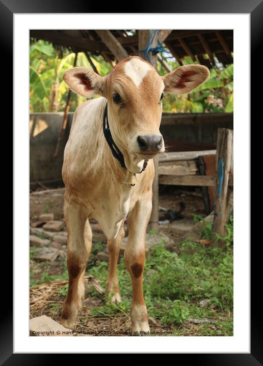 A curious looking Asian light brown beef calf Framed Mounted Print by Hanif Setiawan