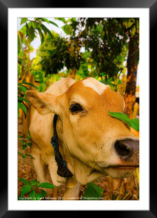 A light brown beef calf, smelling the camera Framed Mounted Print by Hanif Setiawan
