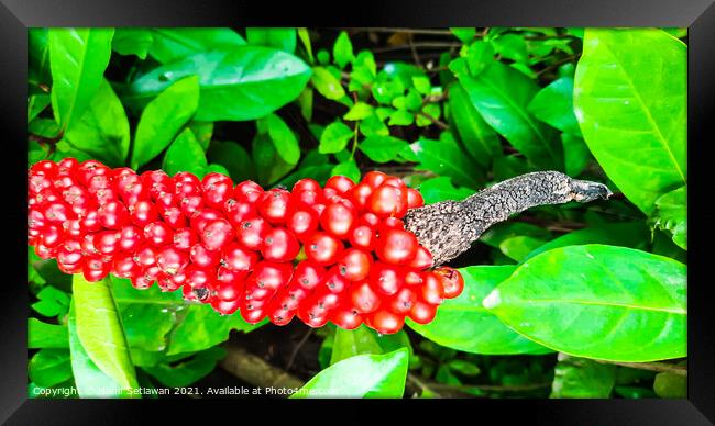 Closeup from Arum italicum subsp. canarienses ripe Framed Print by Hanif Setiawan