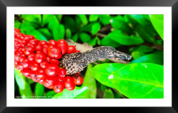 Closeup from Arum italicum subsp. canarienses ripe Framed Mounted Print by Hanif Setiawan