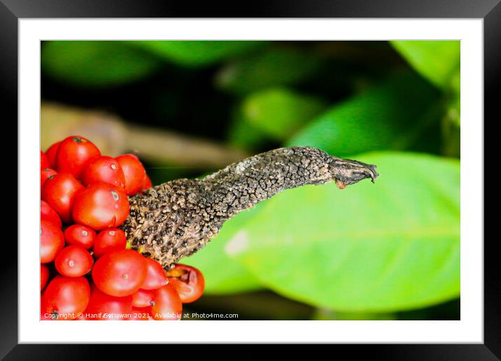 Bird beak and red berry 1 Framed Mounted Print by Hanif Setiawan