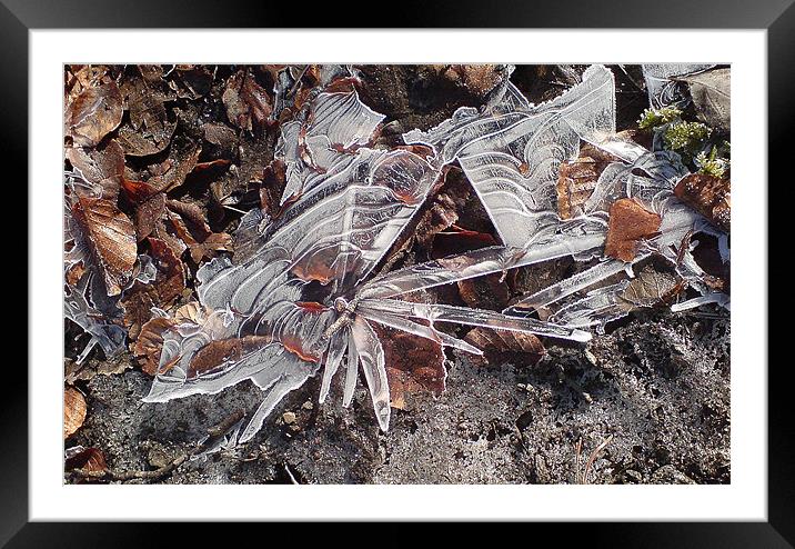 Ice flower  Framed Mounted Print by Ranald Dods
