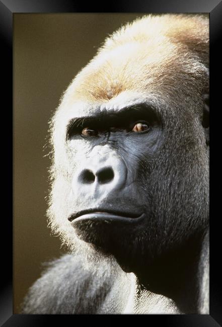 Gorilla portrait. Framed Print by Dr.Oscar williams: PHD