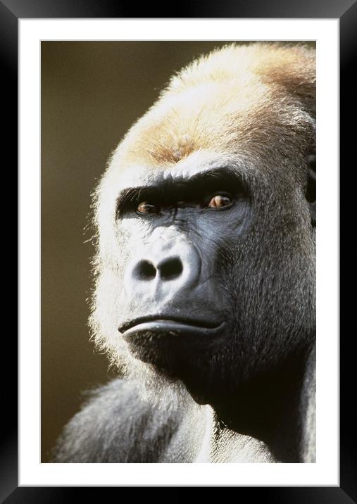 Gorilla portrait. Framed Mounted Print by Dr.Oscar williams: PHD